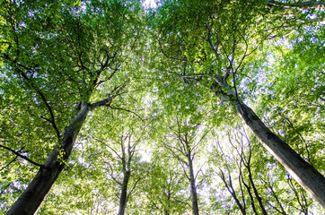 forest trees © Laszlo