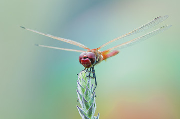 libellula azzurra