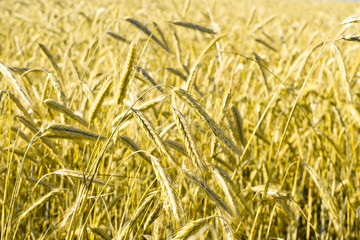 Wheatfield