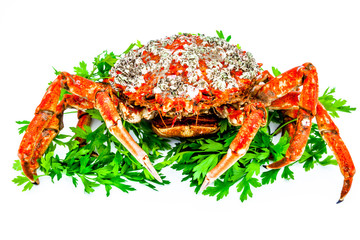 Spider Crab