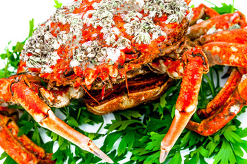 Spider Crab