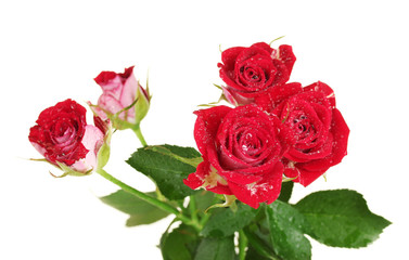 Beautiful vinous roses on white background close-up