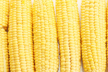 fresh corn, close up