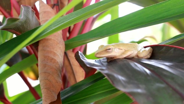 Grenouille
