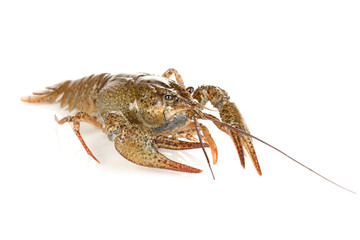 green crawfish isolated on white close-up