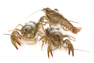 Alive crayfishes isolated on white background