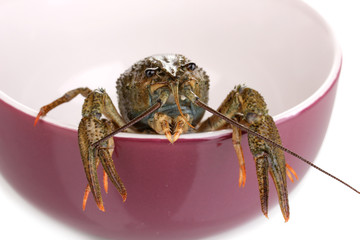 green crayfish in a purple bowl on white background close-up