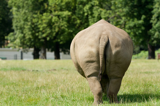 Close up backside view of a rhino