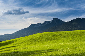 Obraz premium Sunny lush green meadow