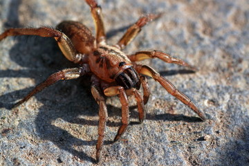 Huge wandering spider