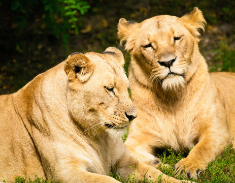 Close-up of Lionesses
