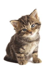 Cute kitten with shadow under paw on white background.