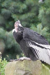 Andean Condor - Vultur gryphus