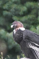 Andean Condor - Vultur gryphus