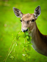 Large whitetail buck