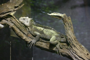 Iguana