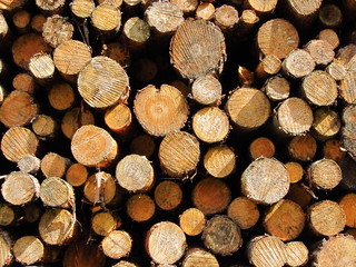 Holzstapel