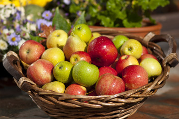 Korb mit frischen Äpfeln nach der Ernte