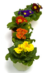 Primula