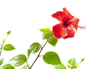 Flower of a hibiscus