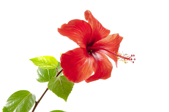 Flower of a hibiscus