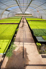 Greenhouse vegetables