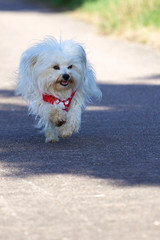 Rennender Havaneser, Hund