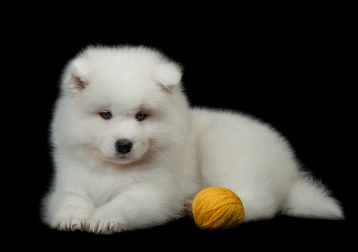Samoyed dog  on black background.