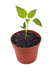 Plant in soil