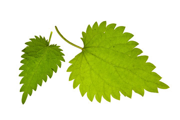 green nettle on isolated