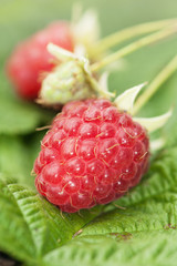 Berries of a raspberry on leaves, a close up