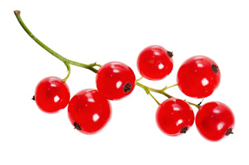 a bunch of red currant, isolated on white