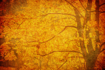Obraz na płótnie Canvas grunge background with autumn leaves