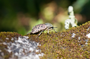 Tropical beetle