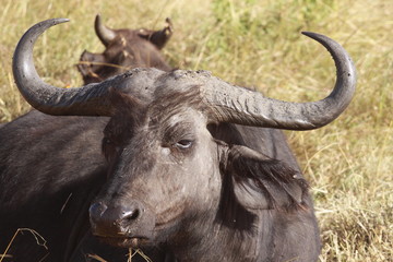 portrait de buffle kenya