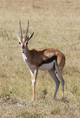 jeune impala