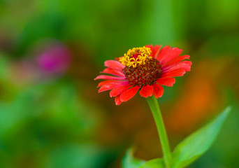Beautiful Zinnia flower against motley, summer background