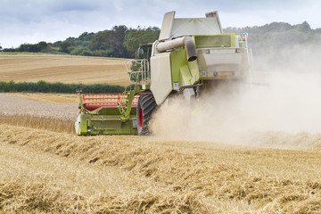 Fototapeta premium Combine harvester cutting cereal