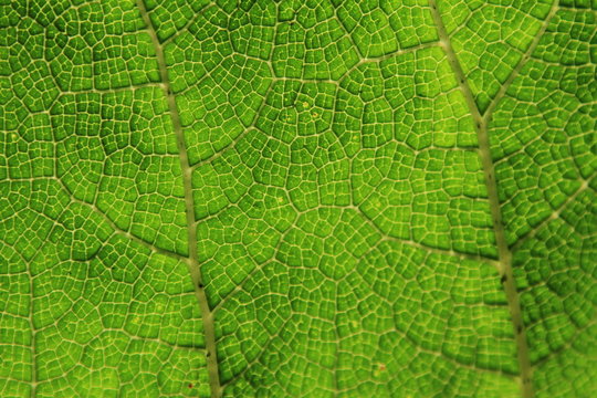 nervures de feuille