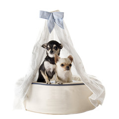 chihuahuas on bed dog © cynoclub