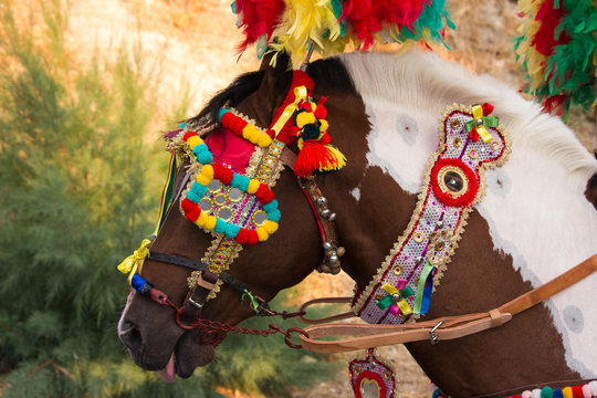cavallo