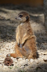 Suricate