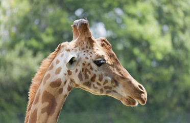 Giraffe Portrait
