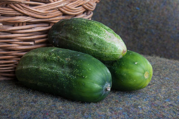 Autumn cucumbers