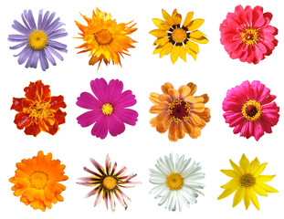 Flowers Isolated on white background, top view
