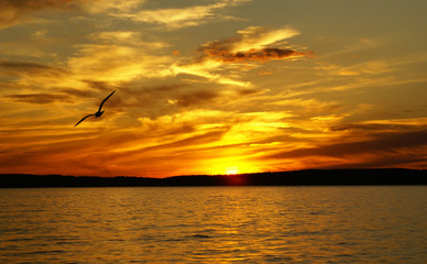 Naklejka na ściany i meble Sunset on a lake and the gull