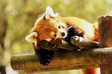 Stickers meubles Panda panda roux