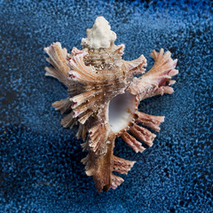 wunderschöne Schnecke auf blauem Hintergrund