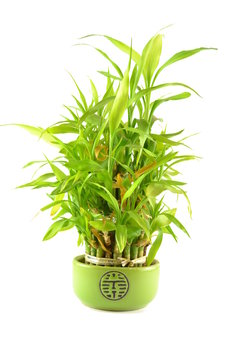 Green bamboo in a pot on a white background
