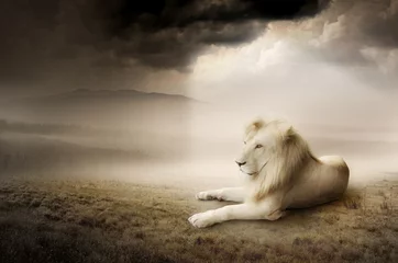 Poster de jardin Lion White lion at sunset